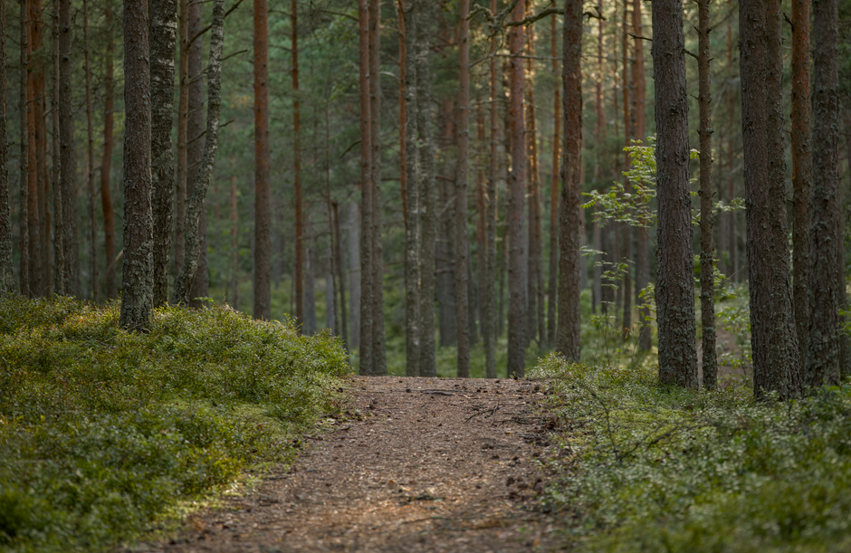 Holding On to The Ordinary Virtues Of Walking Over Time, on a Normal Week