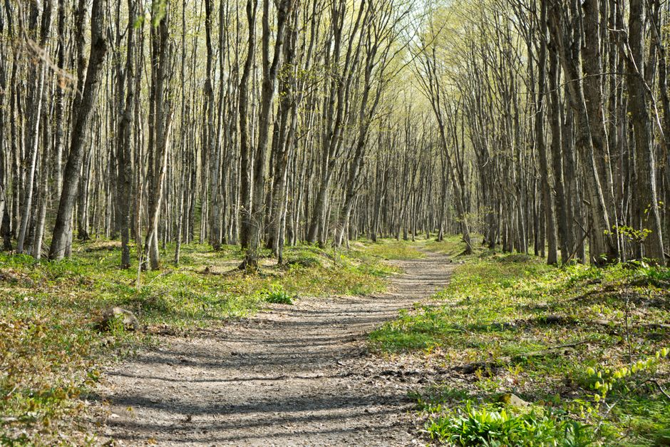 Where to Begin With Walking: The Most Underrated Exercise, Explained Simply